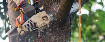 Forest Park, GA Tree Care Company