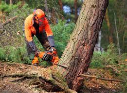 Best Tree Maintenance Programs  in Forest Park, GA