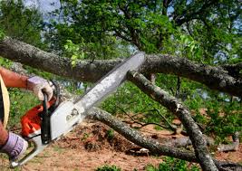 How Our Tree Care Process Works  in  Forest Park, GA