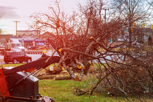 Best Root Management and Removal  in Forest Park, GA