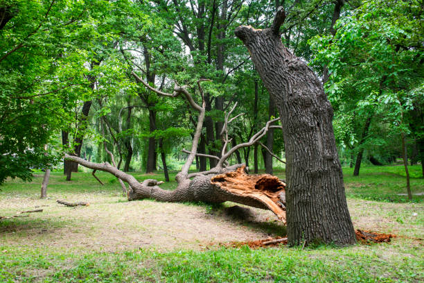 Best Firewood Processing and Delivery  in Forest Park, GA