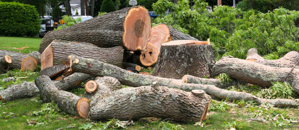 Best Emergency Tree Removal  in Forest Park, GA