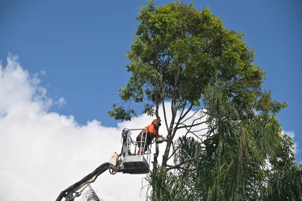 Best Root Management and Removal  in Forest Park, GA