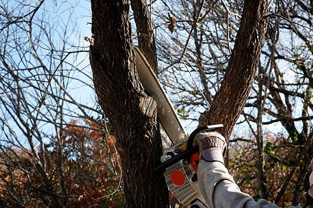 Best Tree Preservation Services  in Forest Park, GA