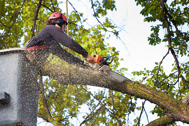 Best Utility Line Clearance  in Forest Park, GA