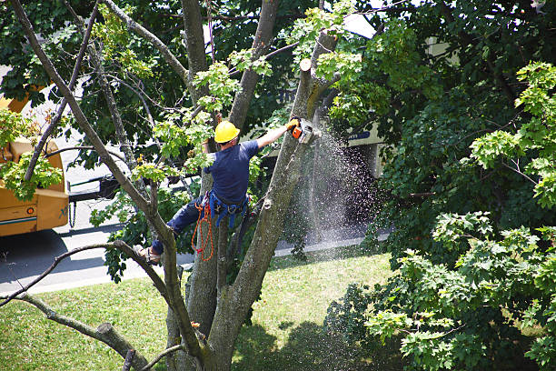 Best Tree Disease Treatment  in Forest Park, GA