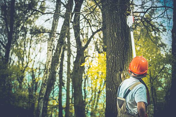Best Arborist Consultation Services  in Forest Park, GA